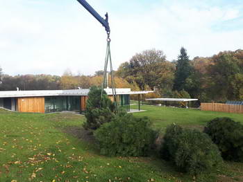 Dovoz a výsadba vzrostlých stromů